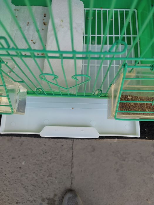 Valnisti papugay ini bilan