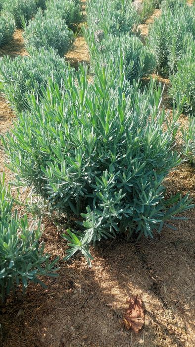 Лаванда Саженцы лаванды