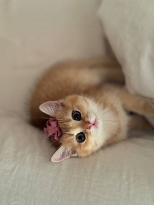 Золотая шиншилла! Чистокровные Британцы