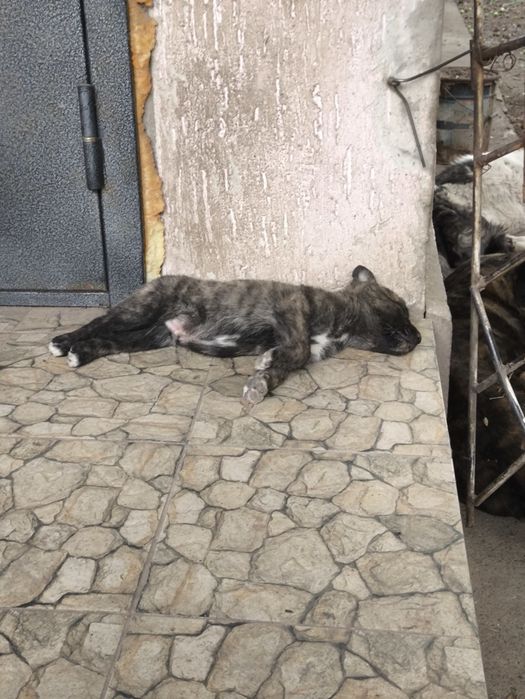 Щенки помесь Кане-корсо и хаски