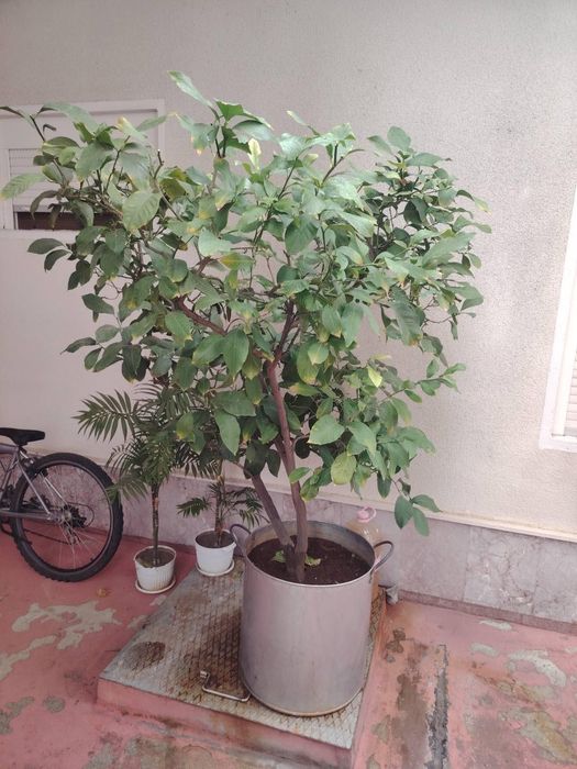 Лимоново  дръвче