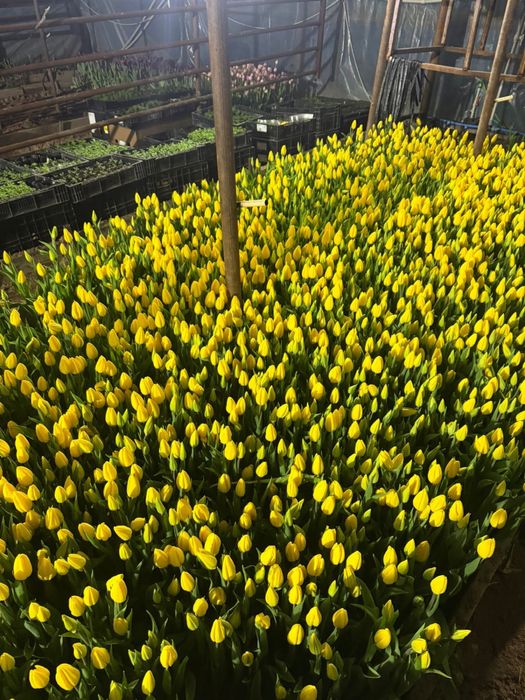 Тюльпаны с теплицы голландский сорт