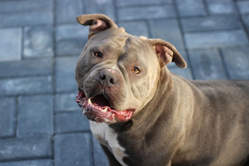 Femela American Bully pocket, BigDogs Romania bloodline