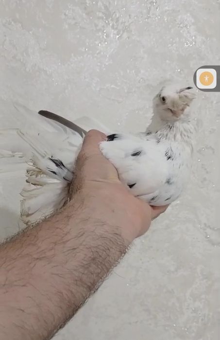 Продам голубей...