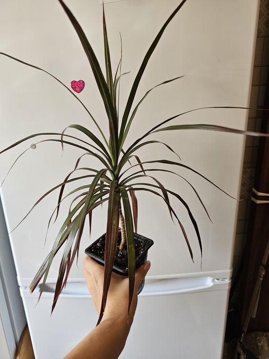 Комнатные цветы.