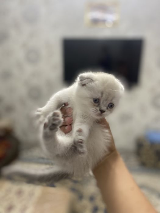 Mushuk sotiladi!