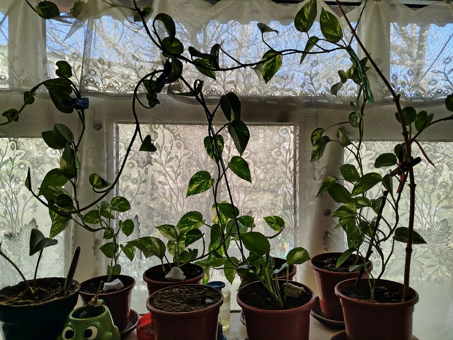 Комнатное растение Сциндапсус