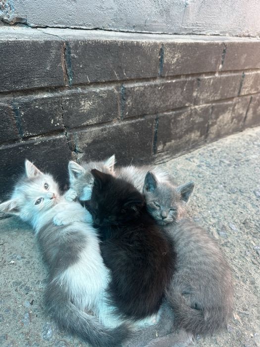 Отдам котят в добрые руки
