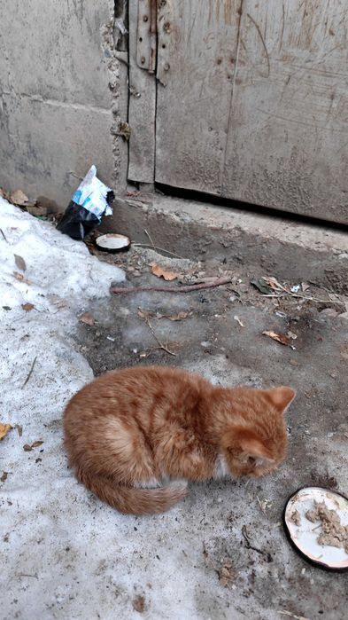 Котенок. 3-4 недели