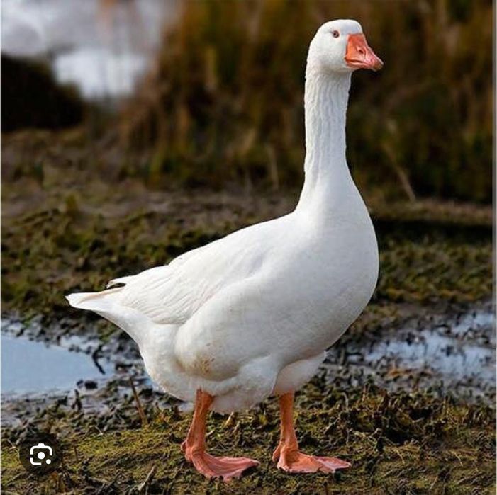 Продам  Гуси или обмен