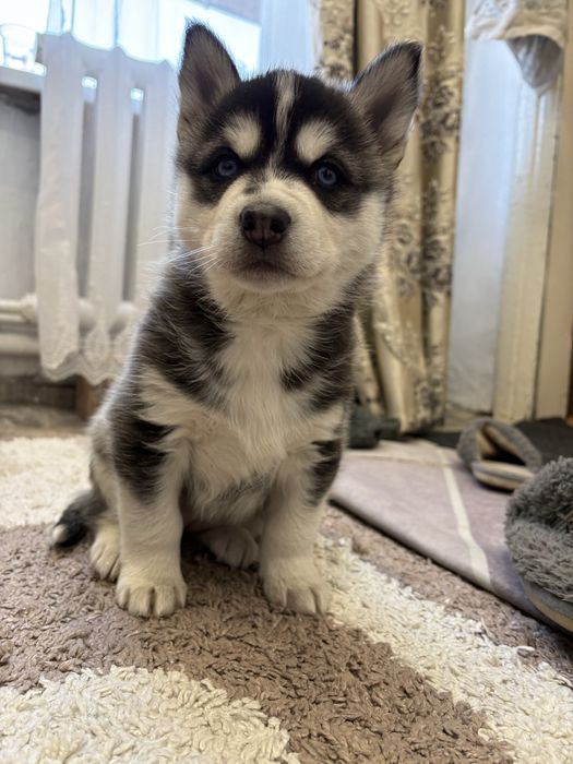 Продам щенка хаски