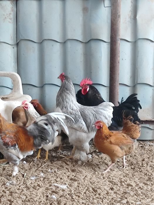 Қораздар сатылады