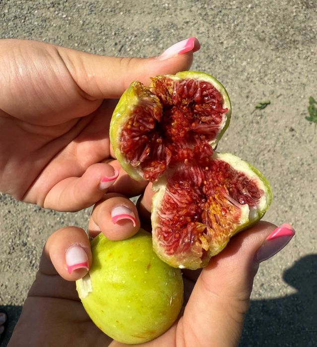 Pomi fructiferi pentru primavara 2026