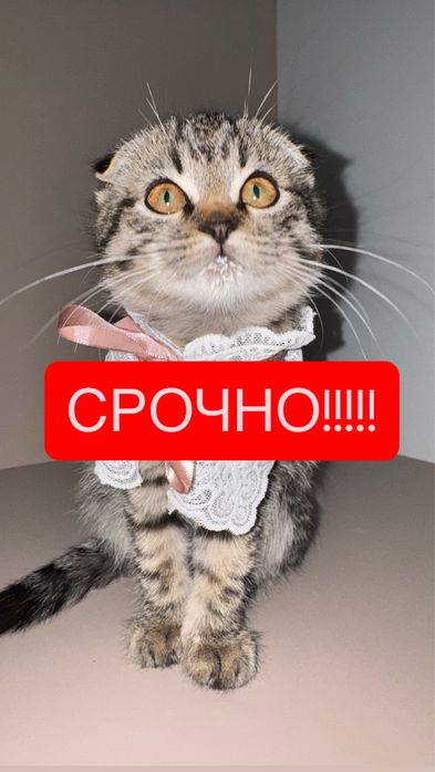 Срочно подарим котят