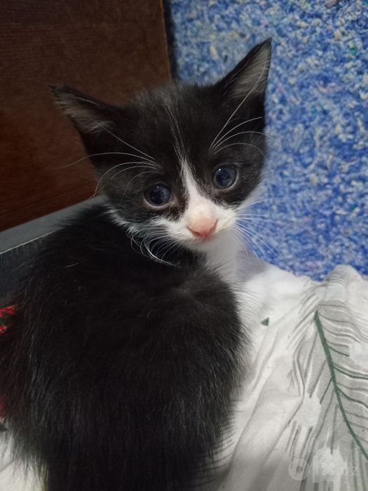 Котятки в добрые заботливые руки