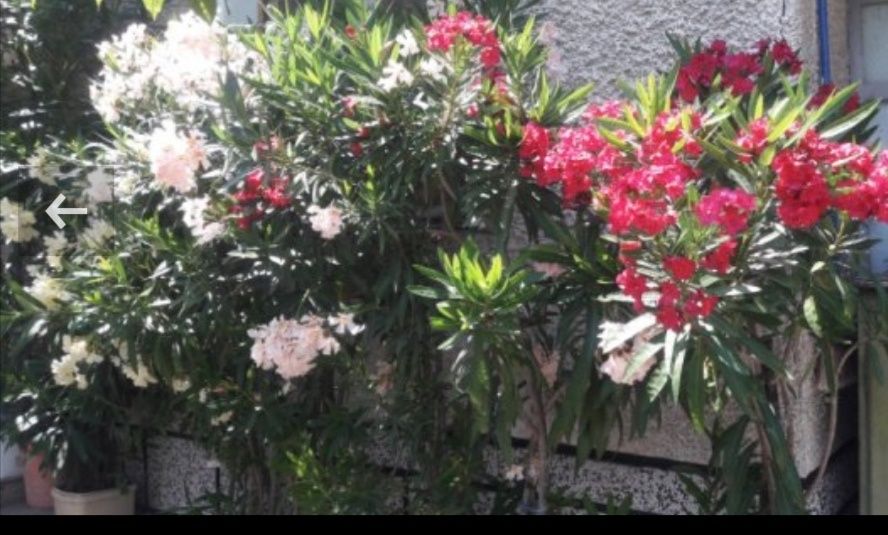 ПРОМОЦИЯ Зокум / Олеандър