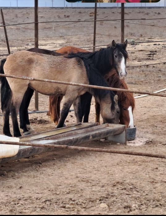 Құнанжынбайтал ….