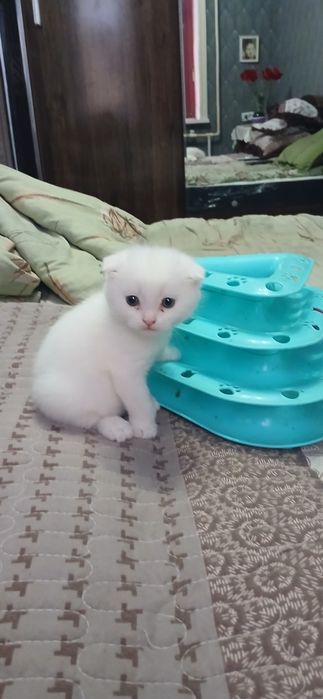 Шотландский фолд