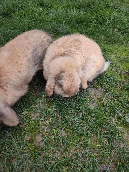 Кролики карлики породы "баран" по 350 тыс.