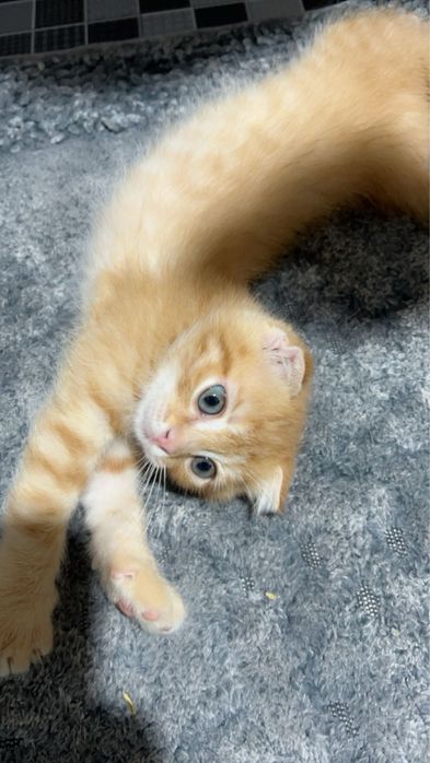 Продаются вислоухие котята