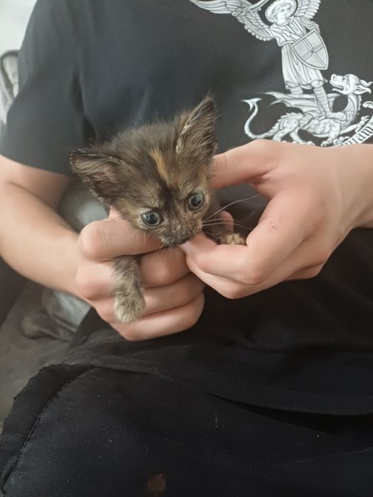 Отдам  котёнка девочка.в добрые руки. 1месяц