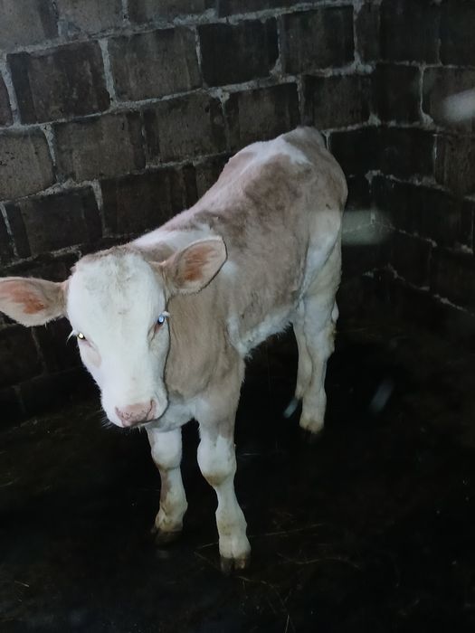 Vând tauras baltata romaneasca