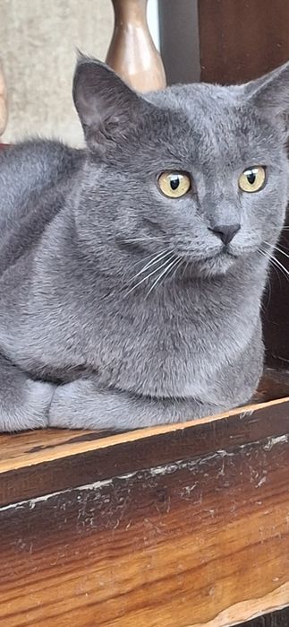 Кот для вяски

Предлагаем к вязке красивого, здорового