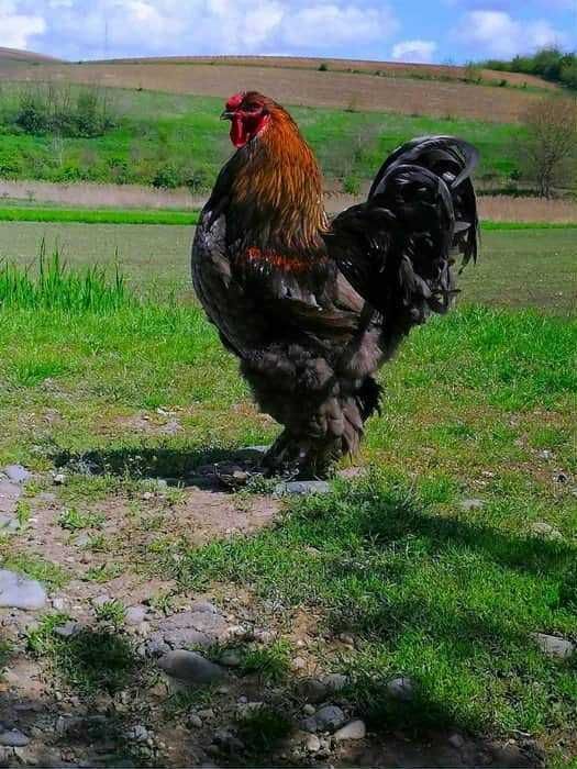 Vând oua brahma pentru incubat