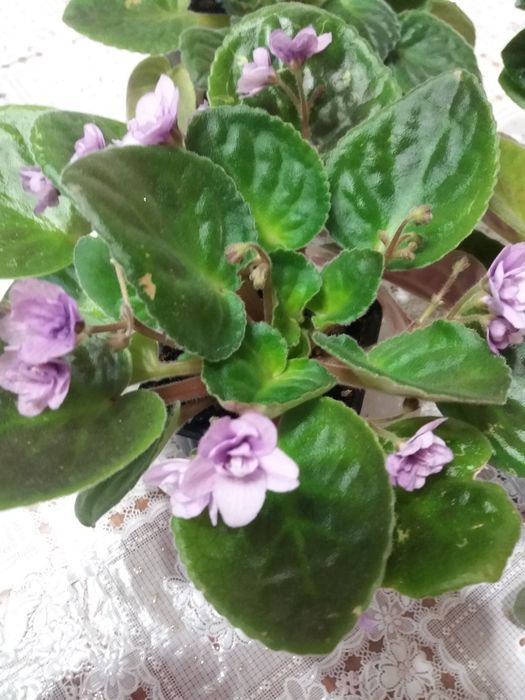 Комнатные цветы фиалки герань