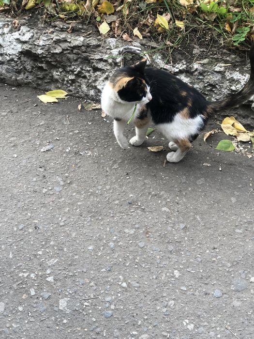 Чья потеряшка, кошечка
