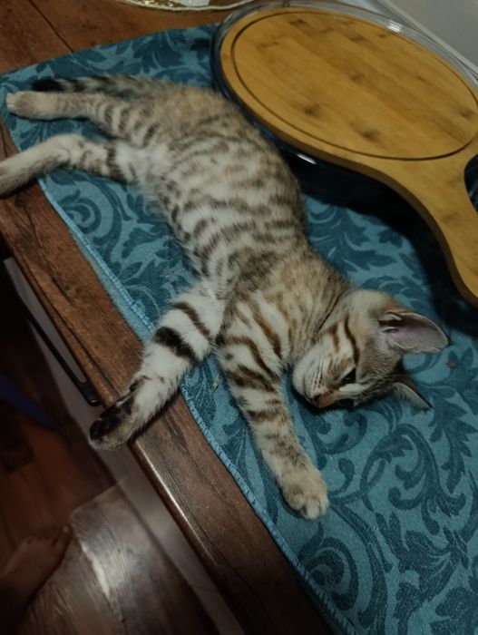 Отдают котенка БЕМПЛАТНО в хорошие руки