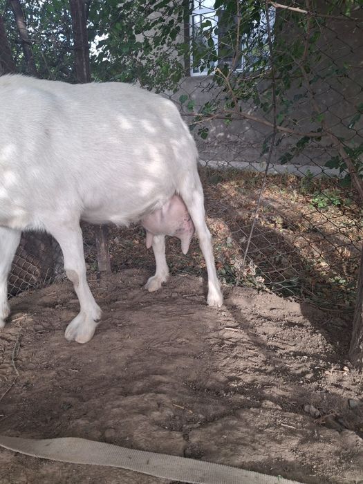 Продаётся козье молоко