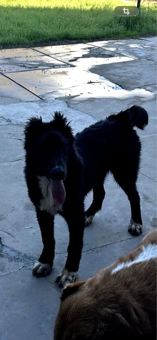 Кабель САО алабай тобет щенок