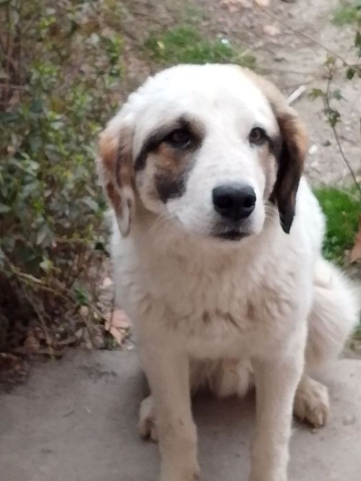 Пристраивается щенок подросткок