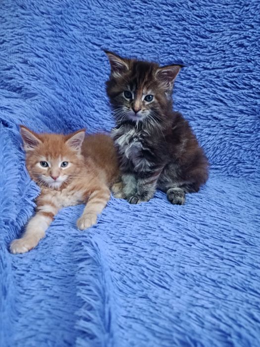 Мейн-куна котята