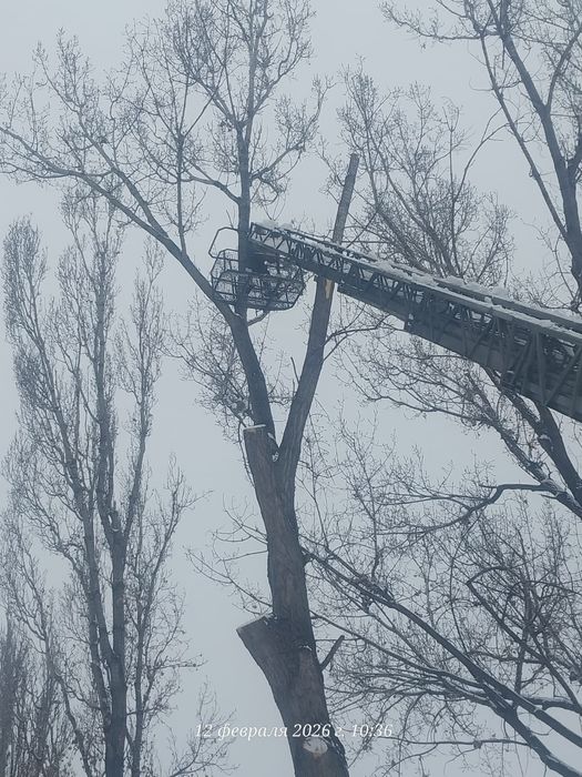 Спил деревьев обрезка плодовых деревьев