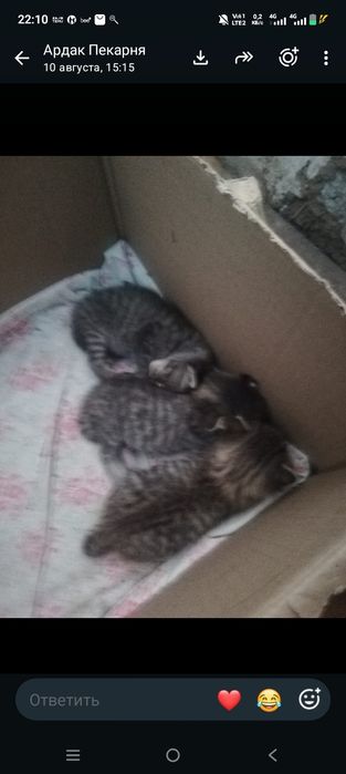 Отдам срочно котят