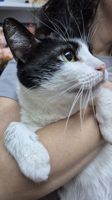 Mica pisica cauta familie