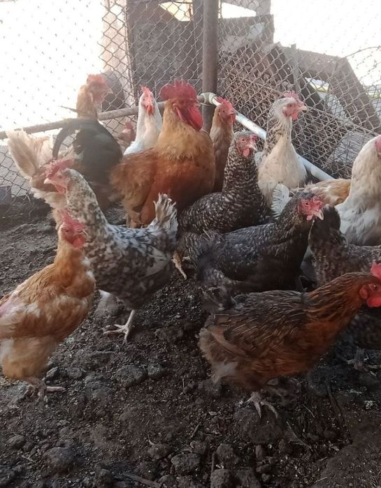 Срочно продам куры домашние