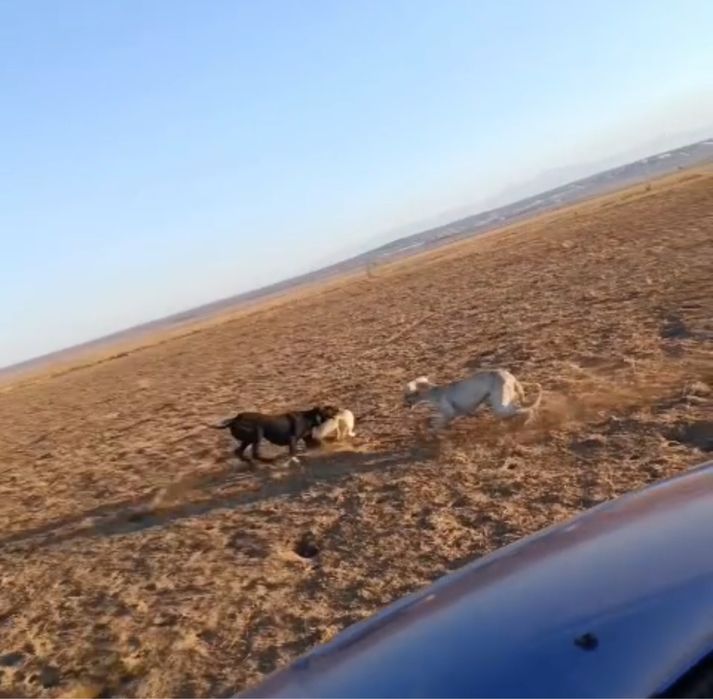 Құмай тазы сатылады!