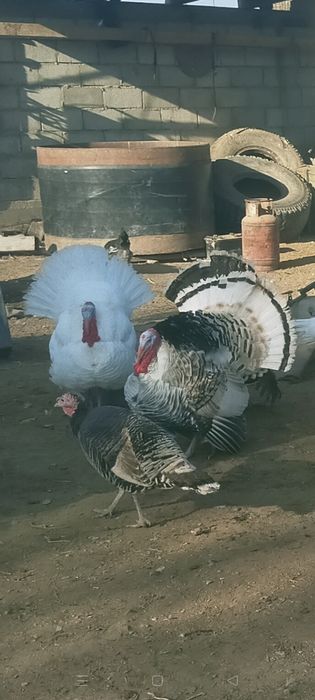 Ундік қораздары сатылады