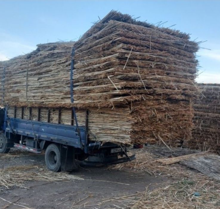 қамыс мата камыш