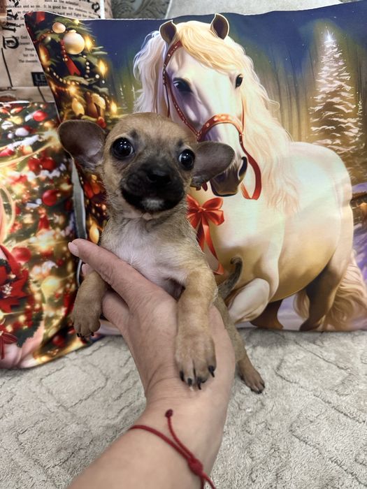 Мини мальчик  чихуа-хуа