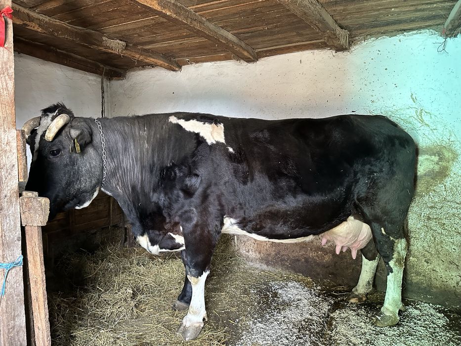 Vaca cu vitel de vanzare