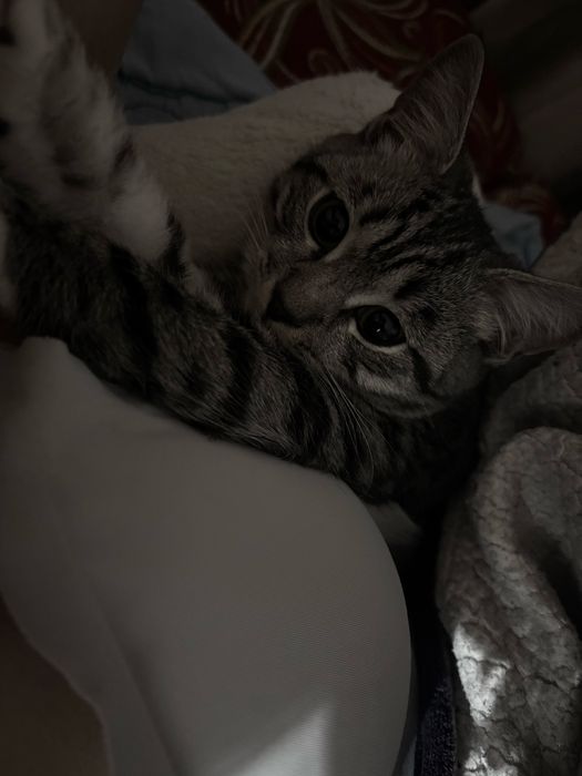 Британский кот за 10тыс