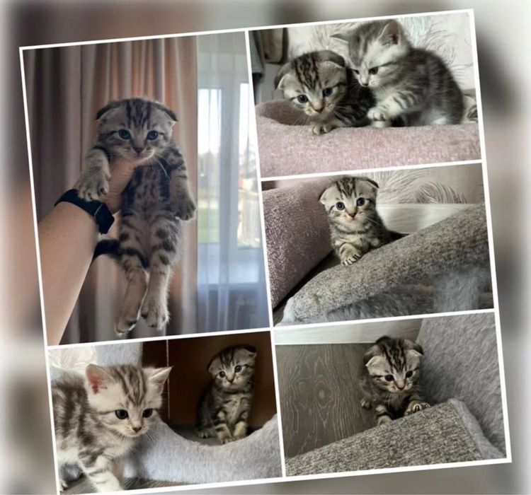 Продаются Котята