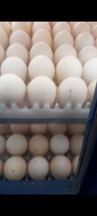 Заказга Ломан сенди жужа очириб бераман.