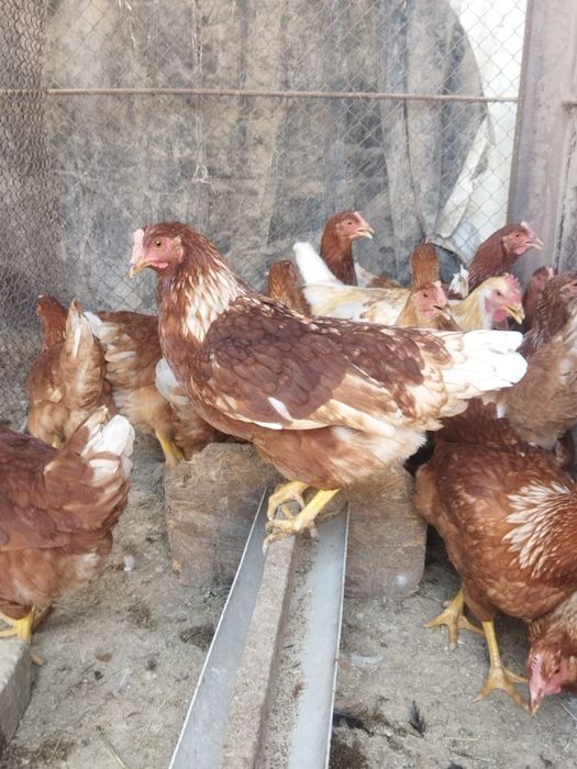 Продам куры домашние