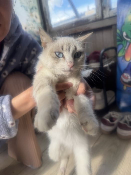 Кошечка в добрые руки