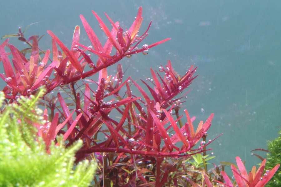 Аквариумные красные растения.